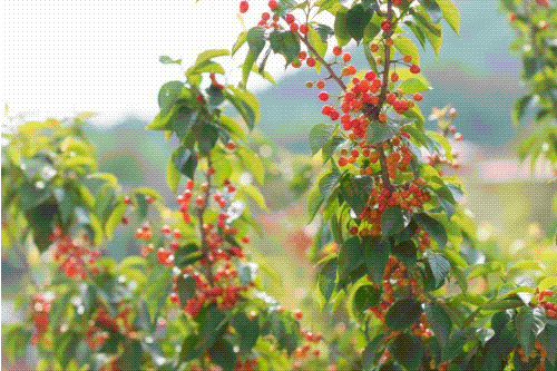 2.gif